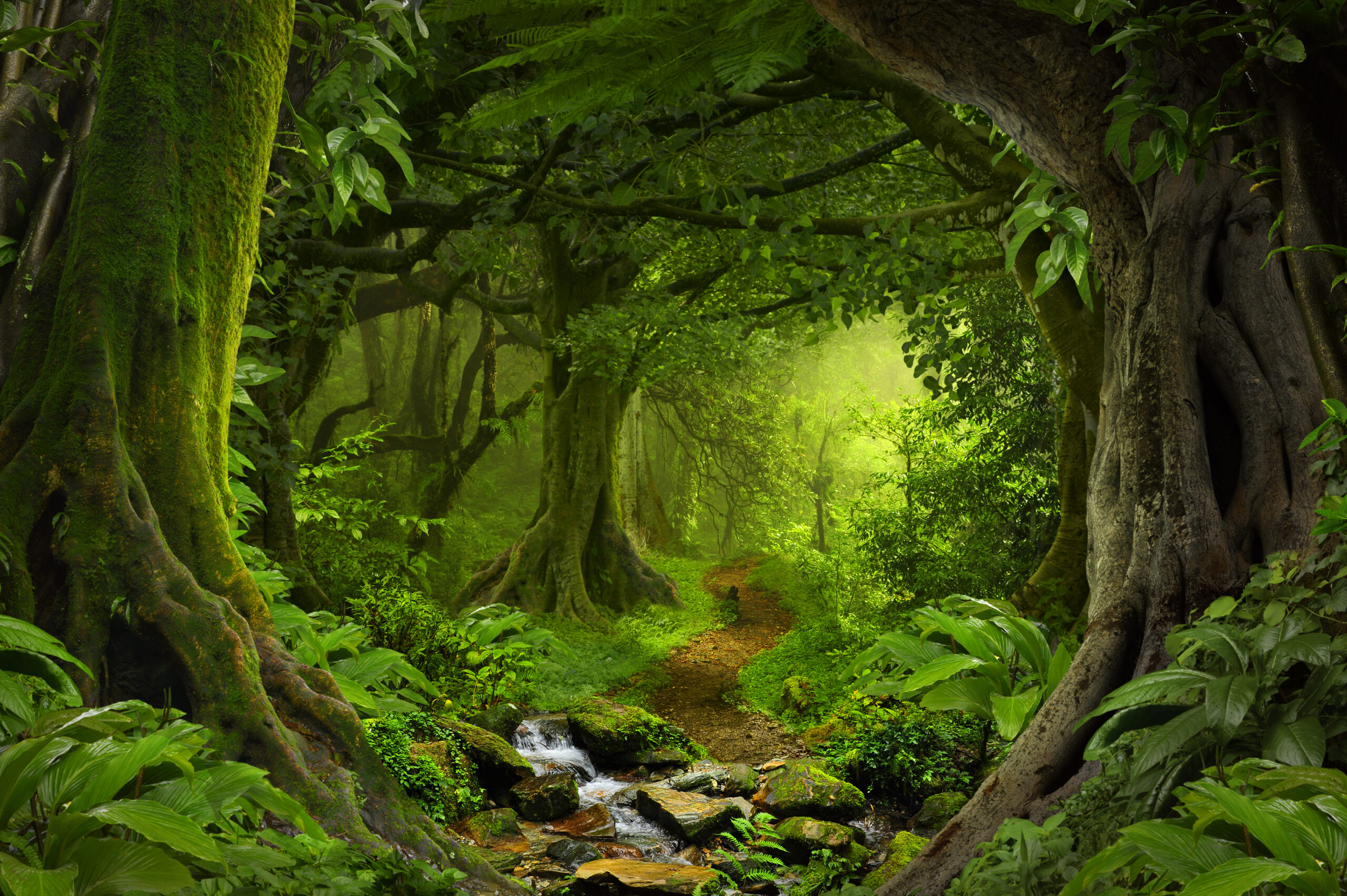 tropical jungle